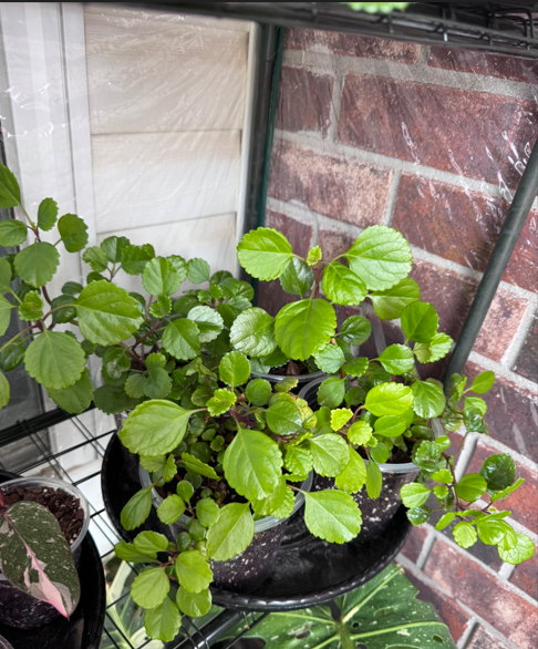 Fresh scalloped Swedish ivy leaves growing in a black pot against a brick wall.