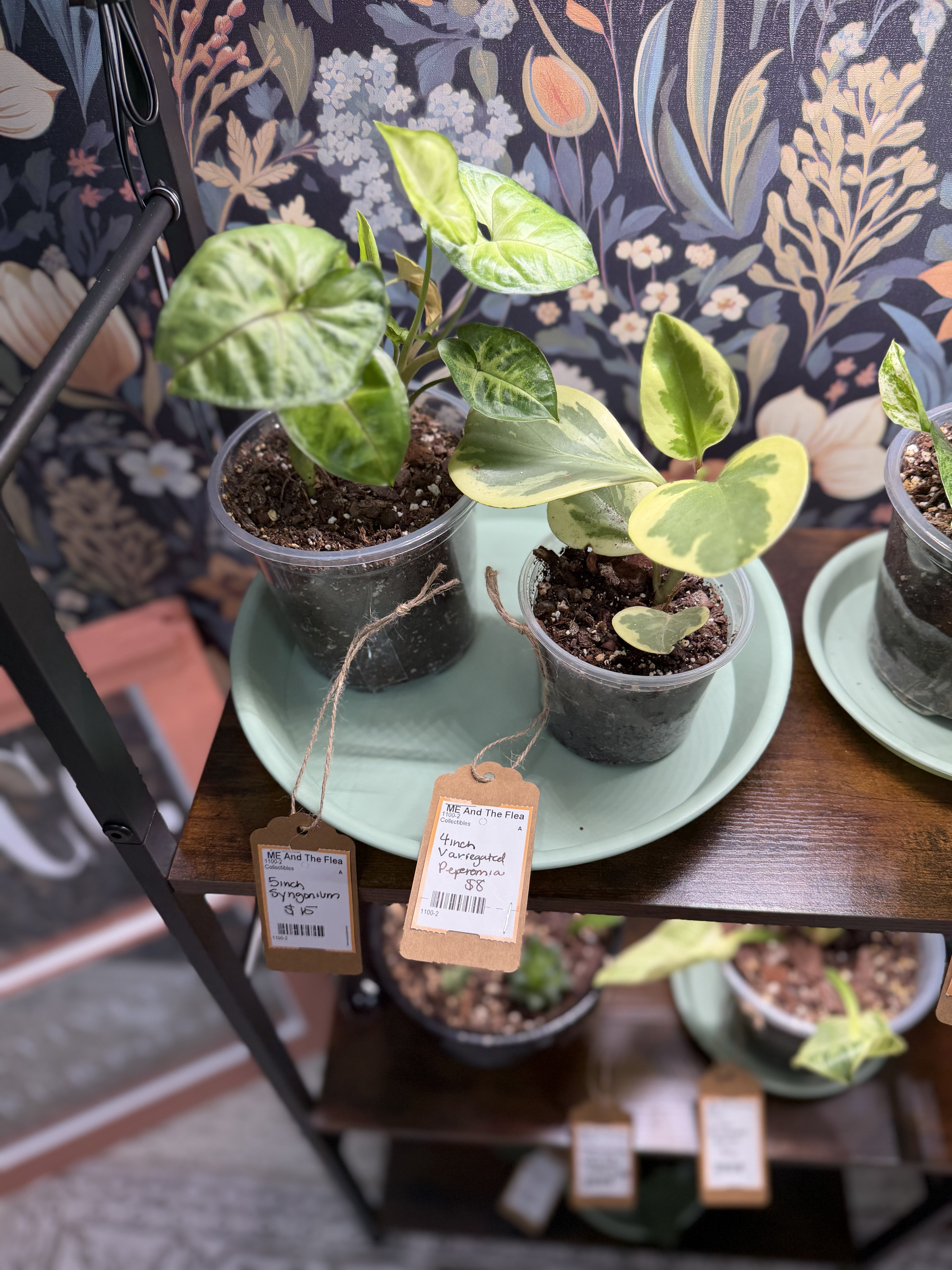 A regular green Arrowhead Plant, or Syngonium, in a clear pot at the Rooted Craft Co booth.