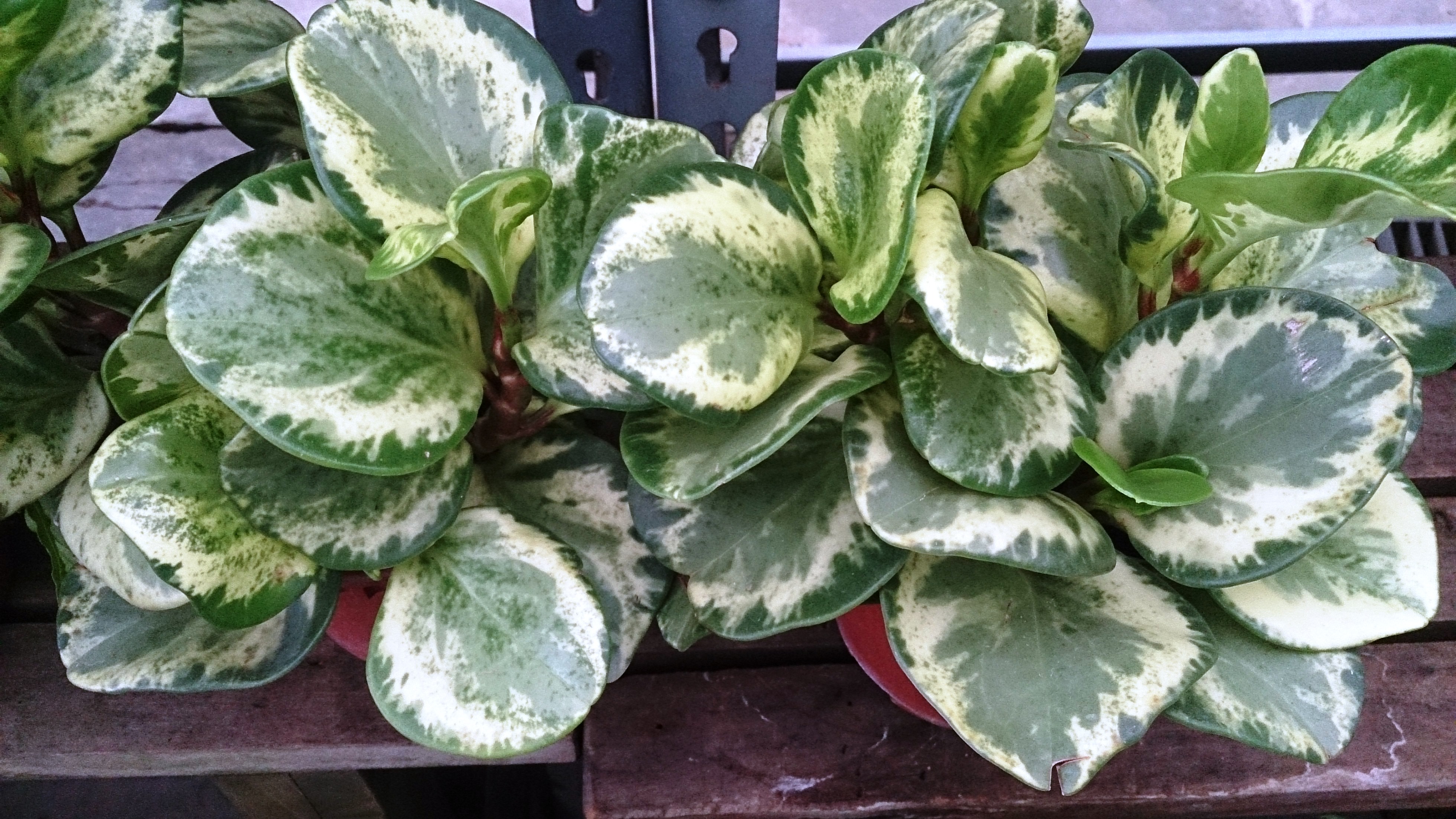 Variegated Peperomia with thick green leaves patterned in cream. Photo by Mokkie, CC BY-SA 3.0.