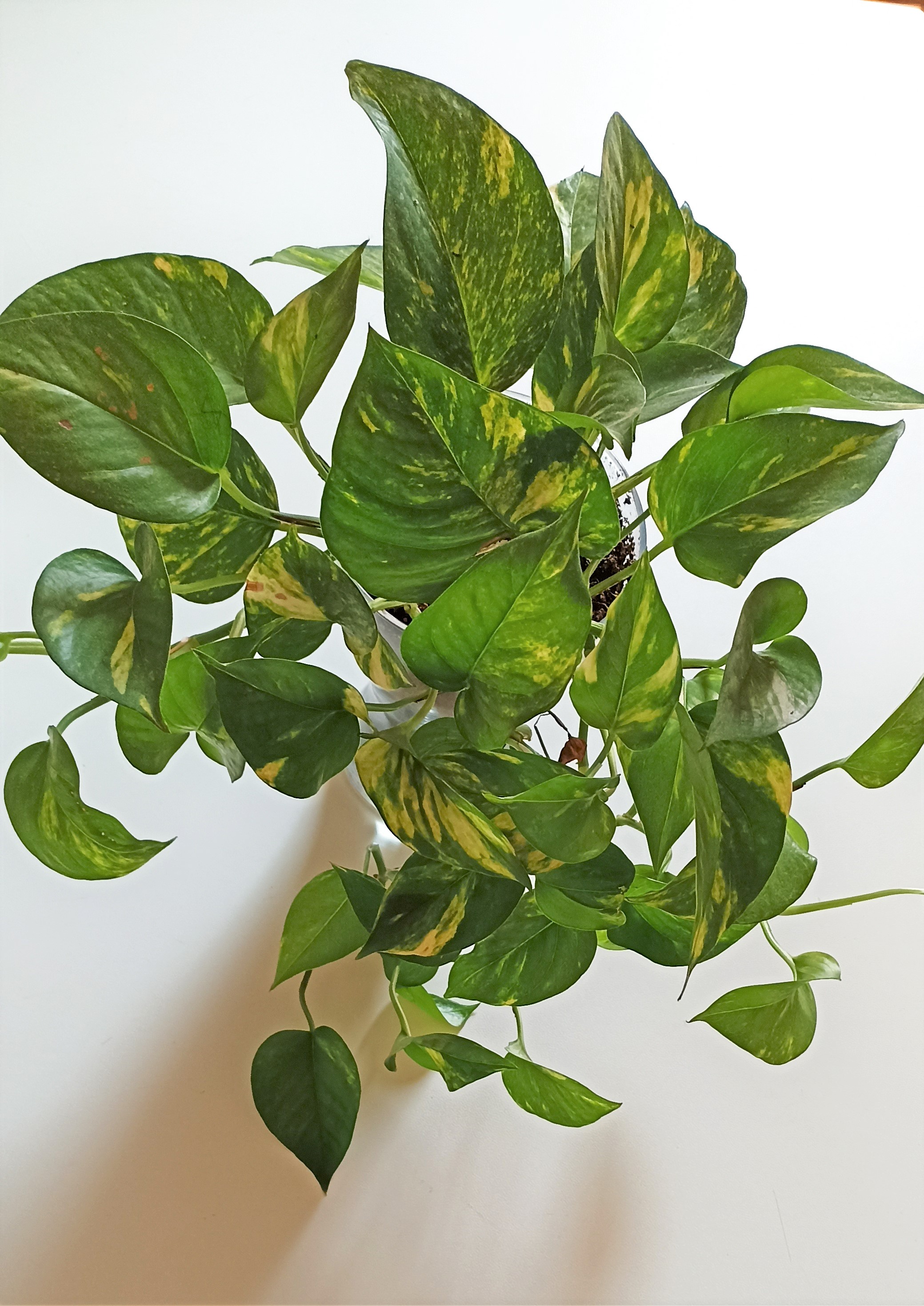 Variegated Pothos with glossy green leaves splashed with yellow. Photo by Sibilla Ferroni, CC BY-SA 4.0.